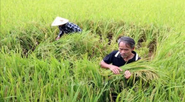 خطة جديدة لتطوير إنتاج الأرز في المناطق الشمالية بهدف تقليل الانبعاثات الكربونية بطرق مستدامة